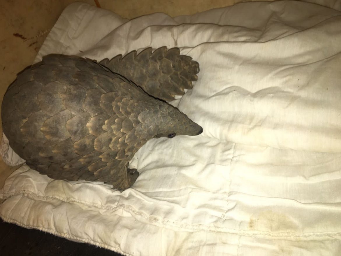 Two Angolans arrested for selling pangolins