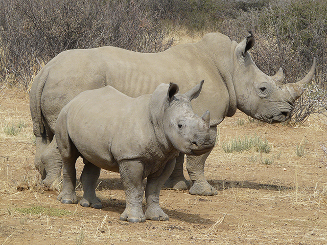 Namibia to intensify fight against wildlife crime during ...