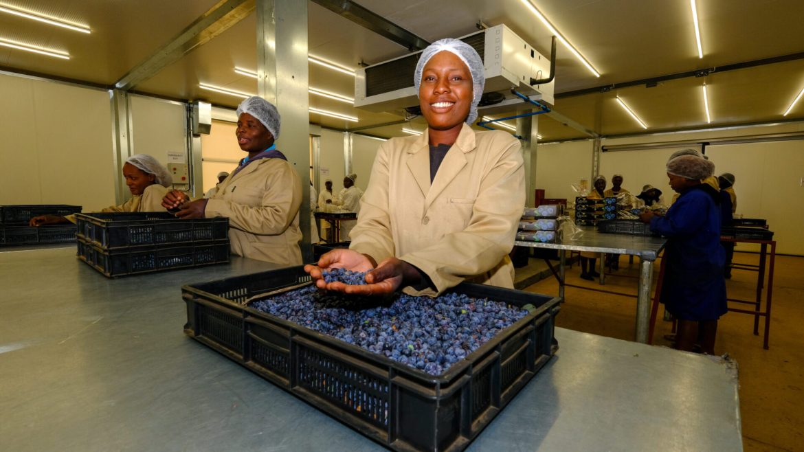Zimbabwe’s blueberry producers target Chinese market