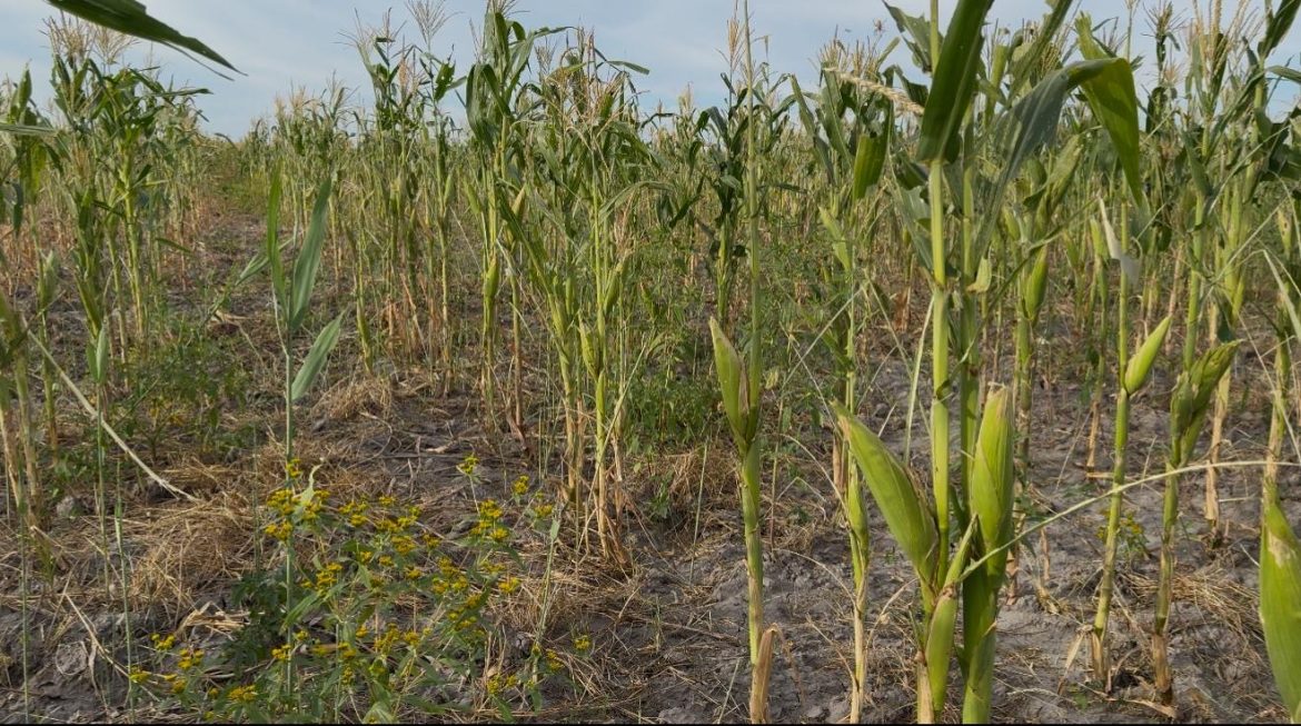 Locust outbreak confirmed in NE Namibia