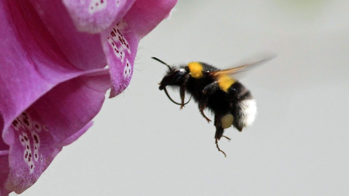 Toxic “forever chemical” found to threaten bees
