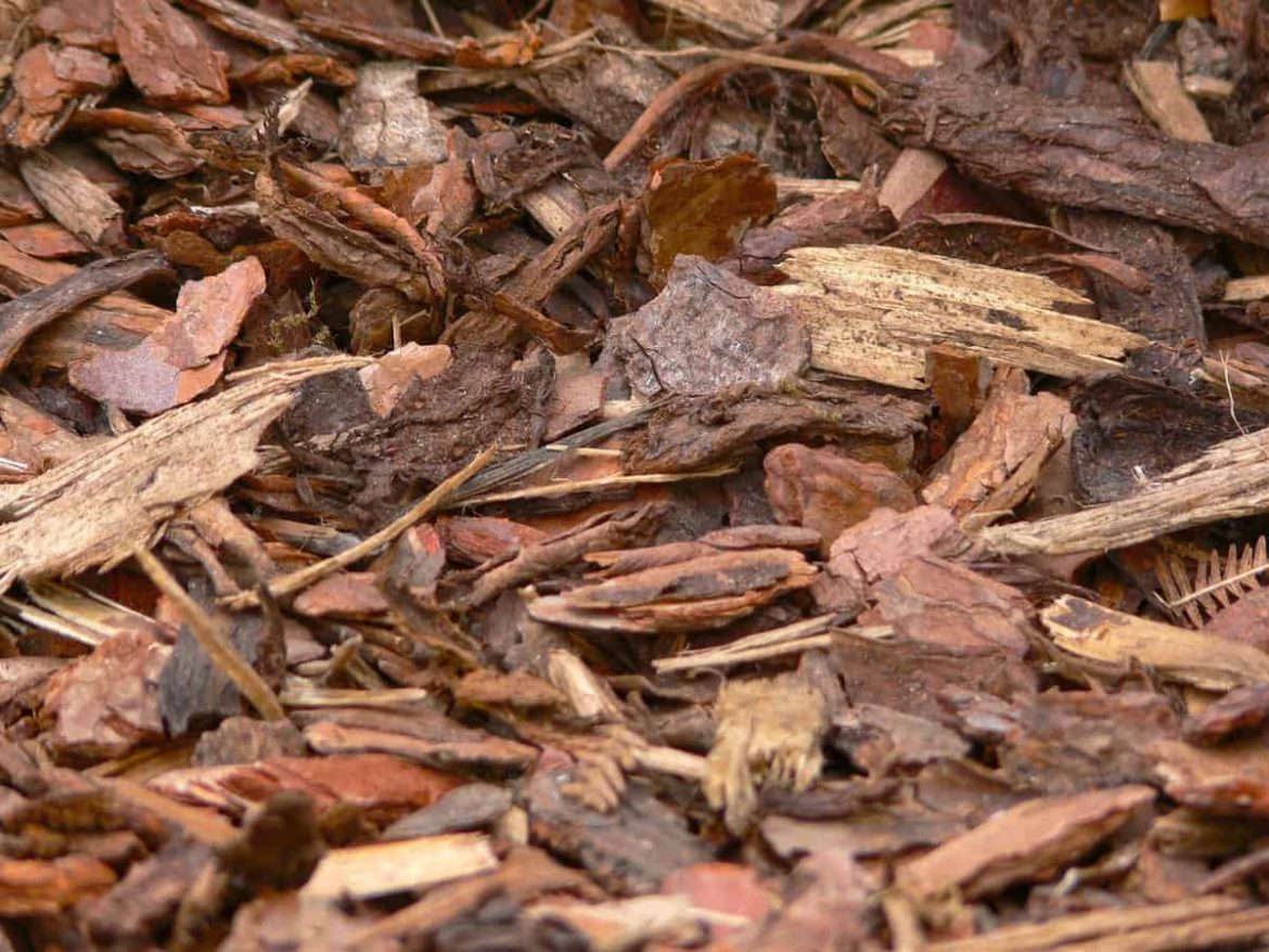 Researchers turn tree bark waste into pollution-fighting material