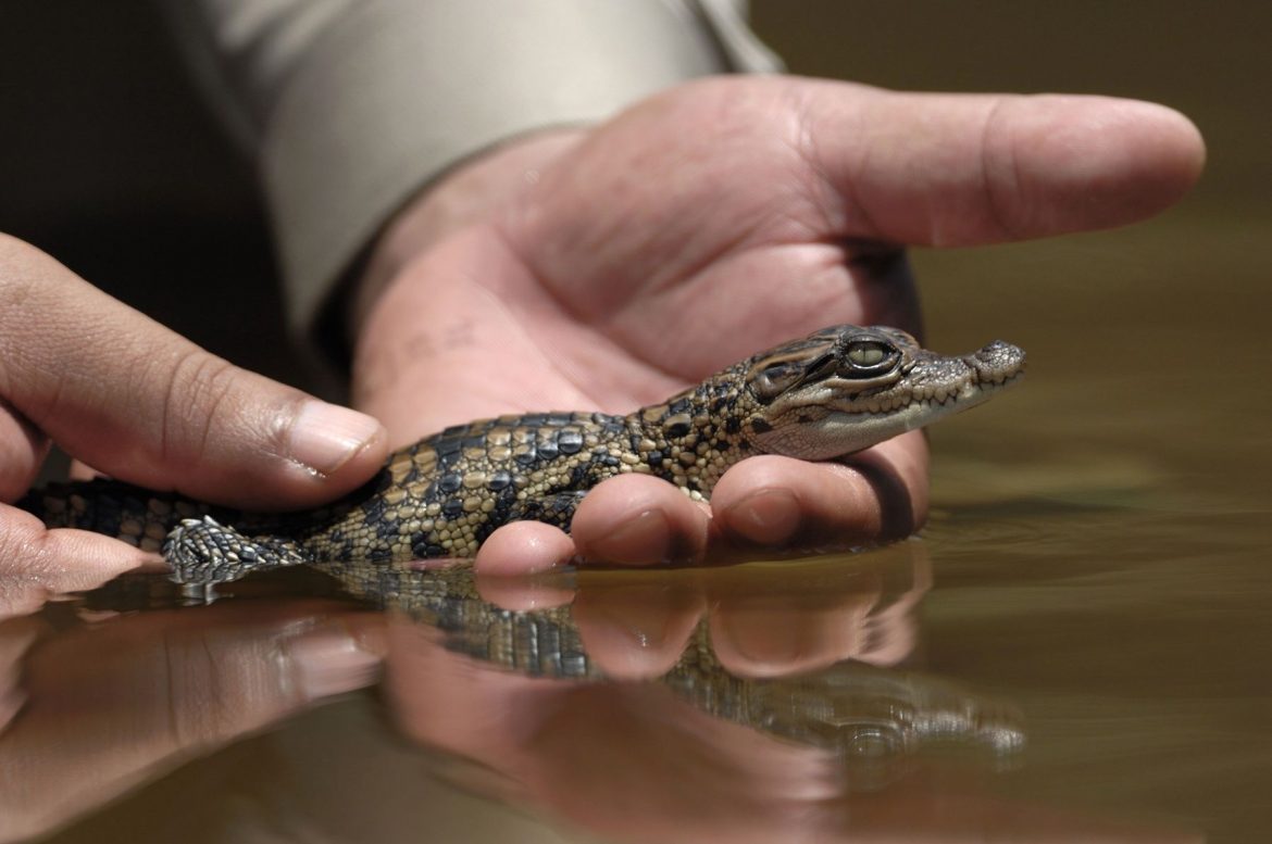 8 rare baby Siamese crocodiles found in Cambodia