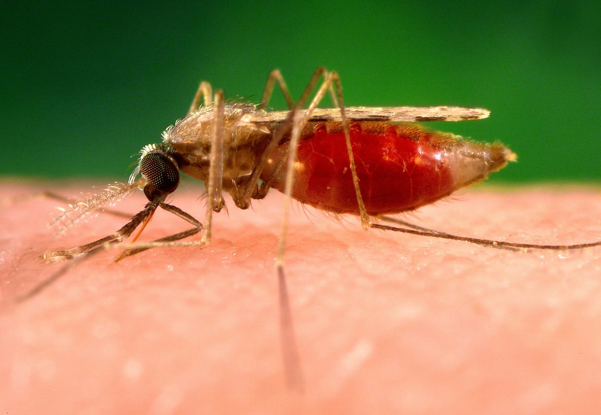 Oshakati is turning into a haven for mosquitoes
