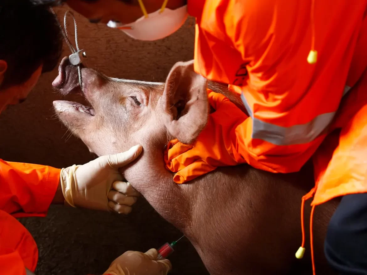 S. Africa records outbreak of African swine fever