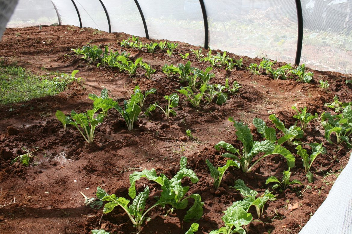 Namibian youth resolve to protect environment with school garden