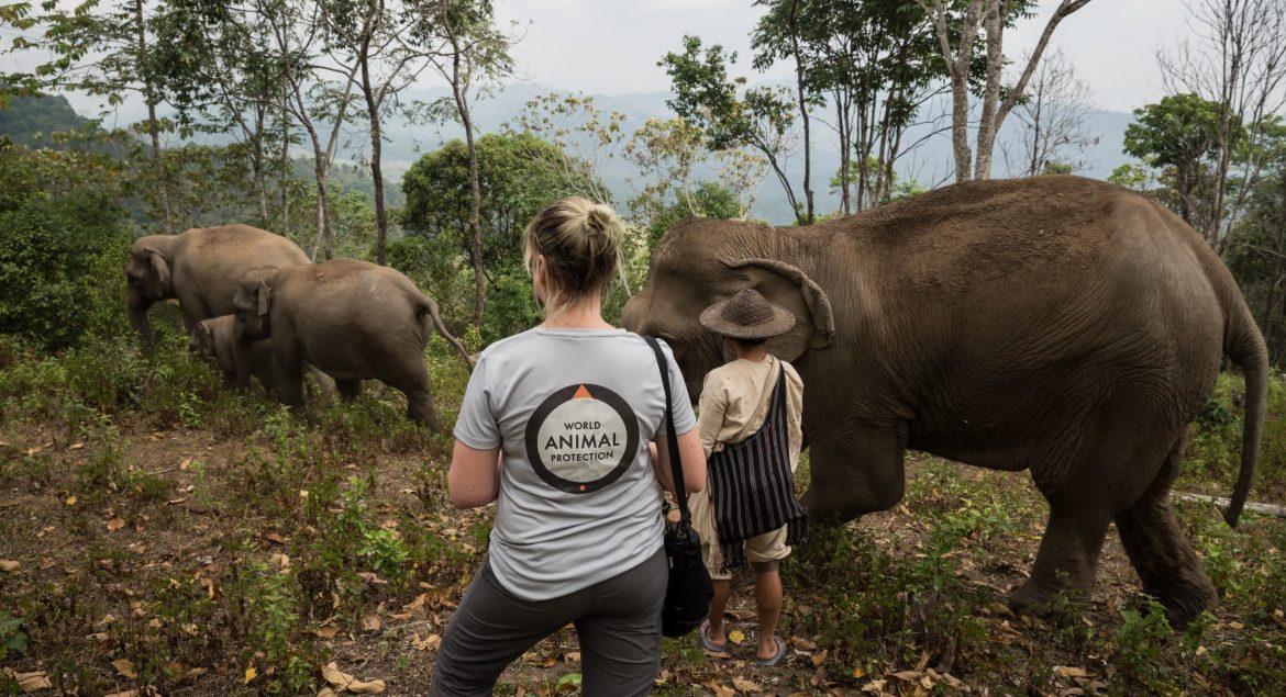 World Animal Protection Partners with Kenyan Artists to speak for Wildlife