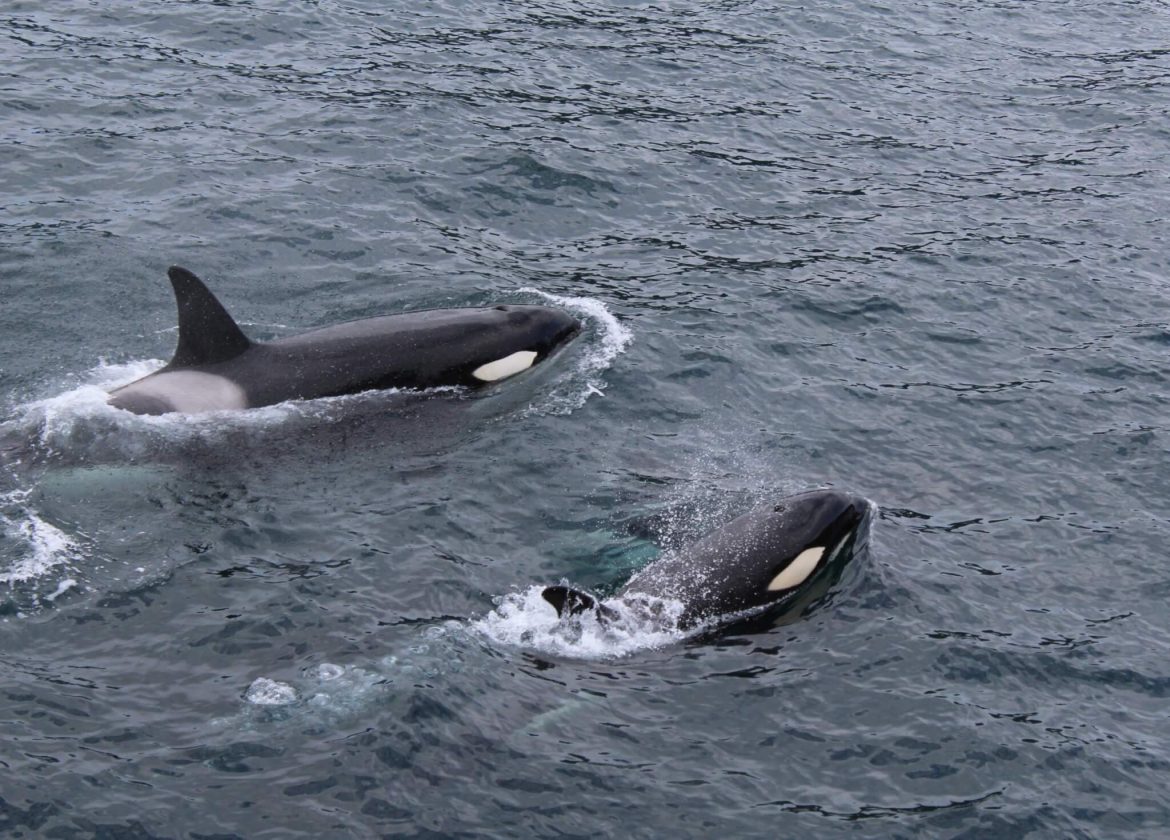 Study finds forever chemicals widespread in whales, dolphins