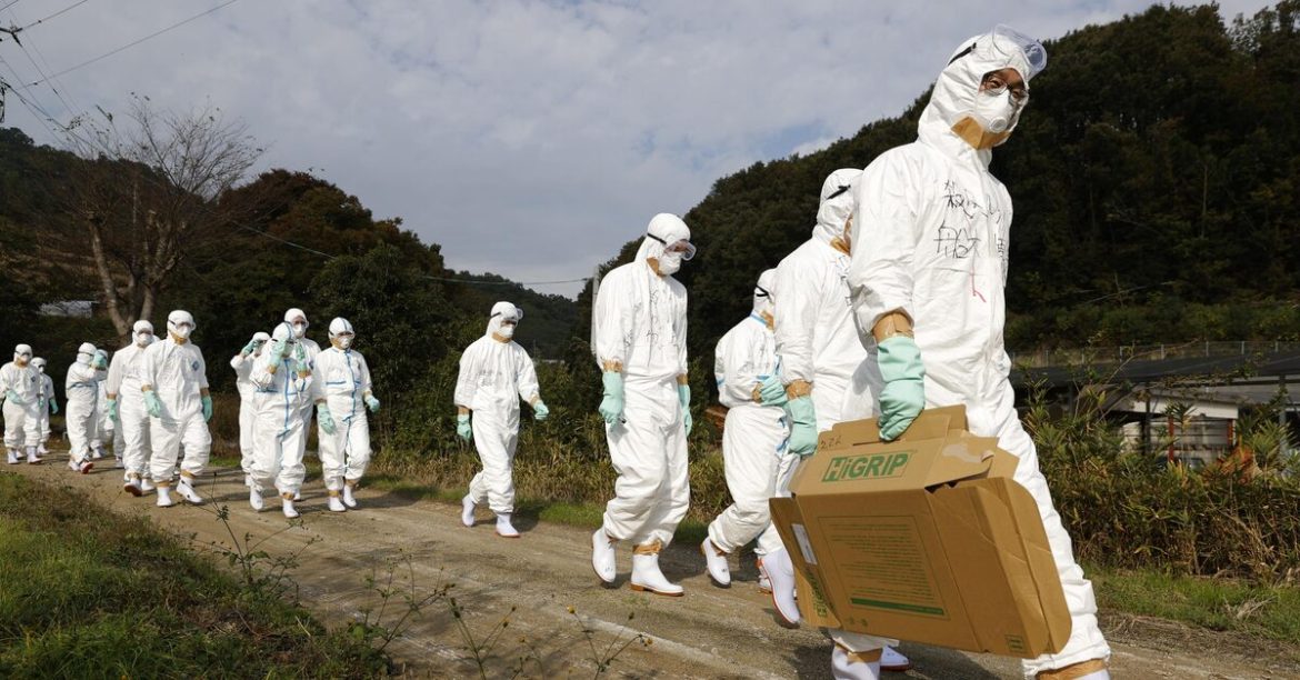 Japan confirms avian influenza outbreak in Kyoto
