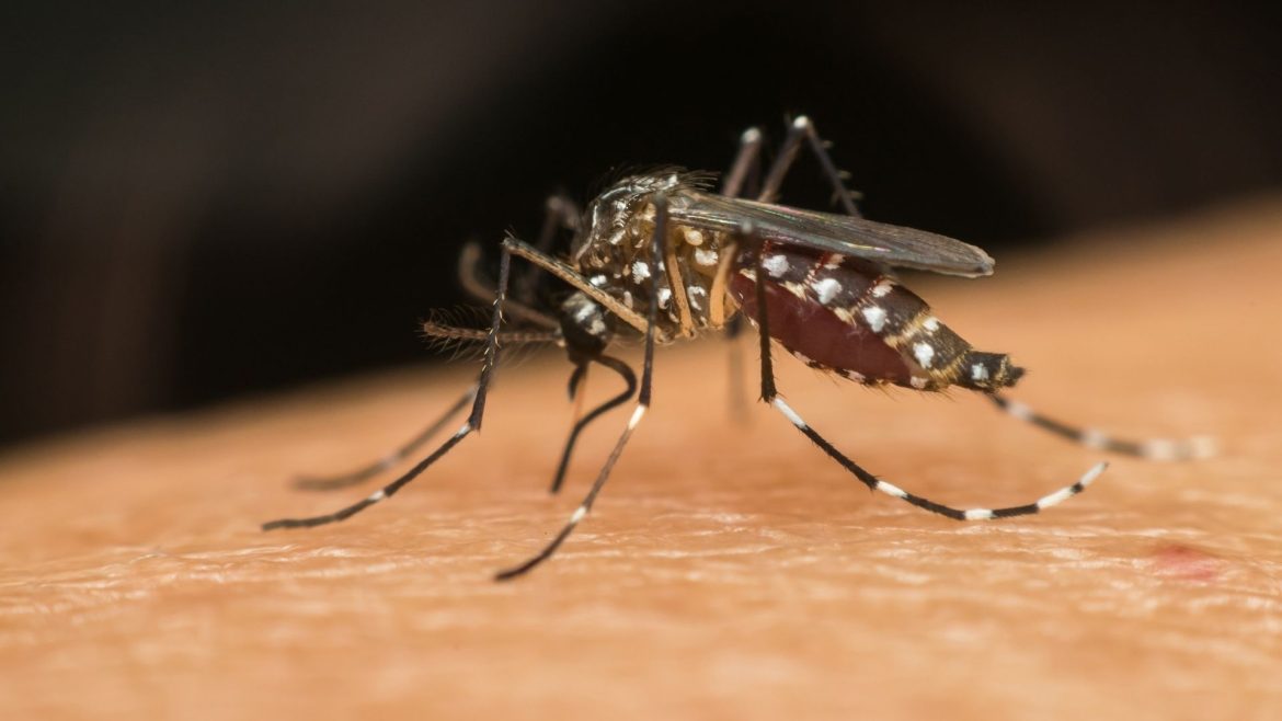 Malaria-related deaths rise in Mozambique’s capital in 2025