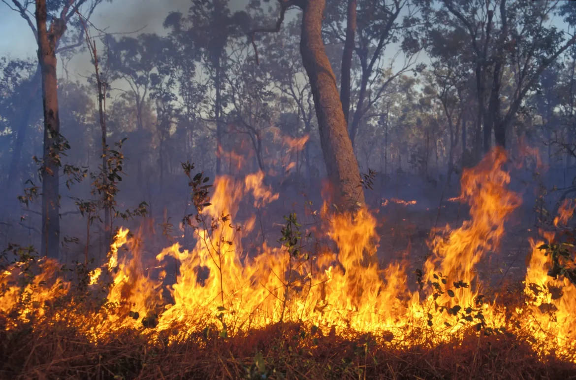 Extreme heat pushing Australia’s farms, wildlife to limits, study warns