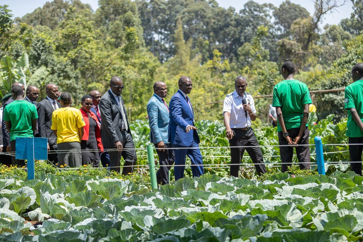 Kenya launches 11.4-bln-USD agricultural plan to create 2.4 mln jobs
