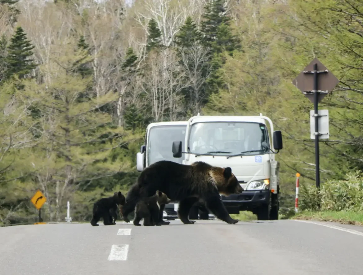 4 injured in bear attacks in northeast Japan