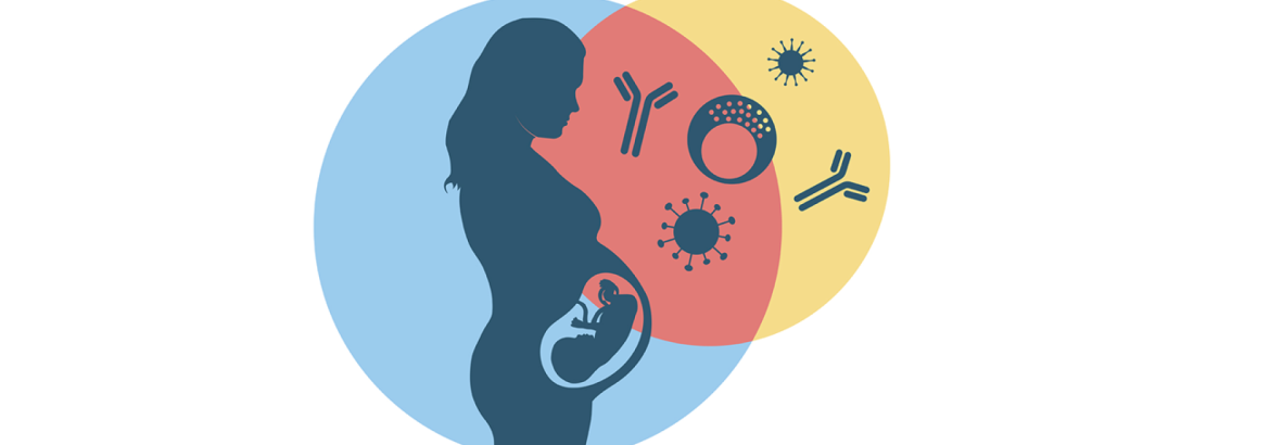 Australian study links pregnancy-induced immune cells to breast cancer protection