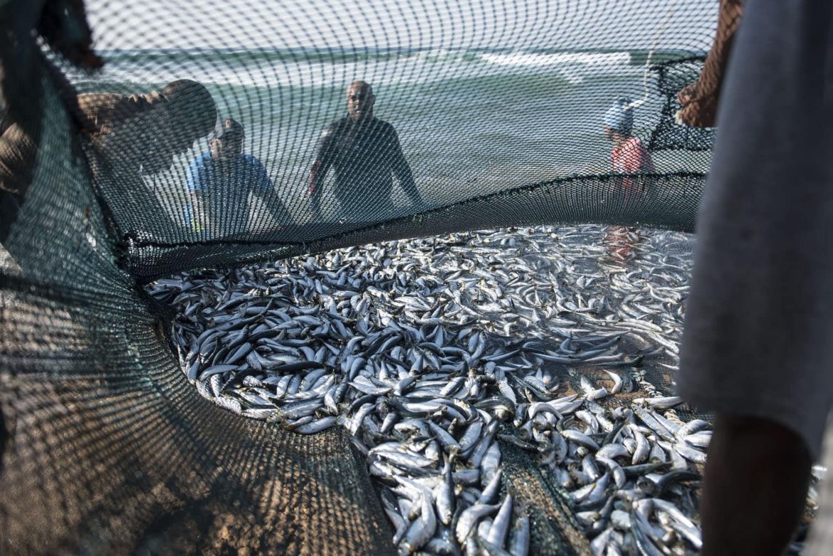 South Africa raises sardine catch limit to save fishing jobs