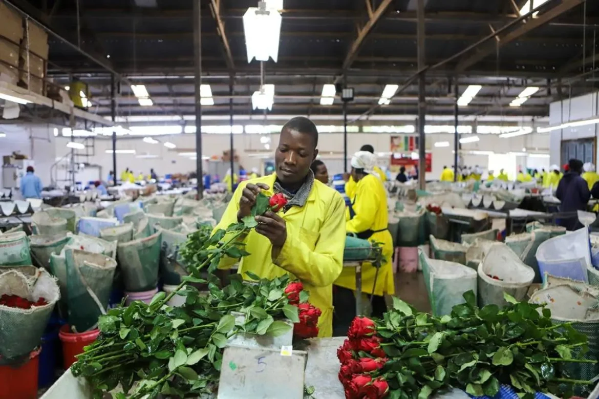 Middle East conflict threatens Kenya’s 2026 flower exports