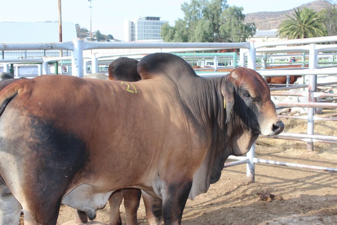 Namibia Genetics Auction Group hosts second auction for the year