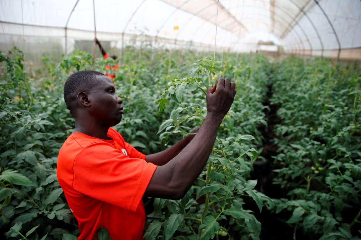 World Food Day: Time for global leaders to invest in Africa’s agriculture