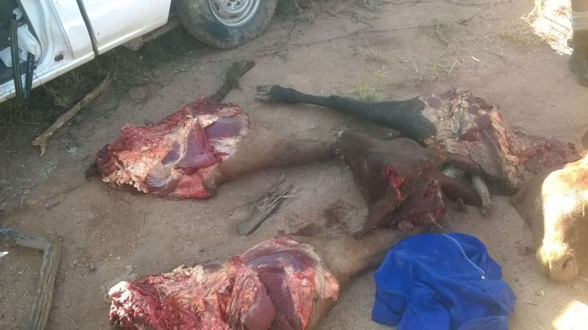 Info from Erongo public helps catch stock theft suspect