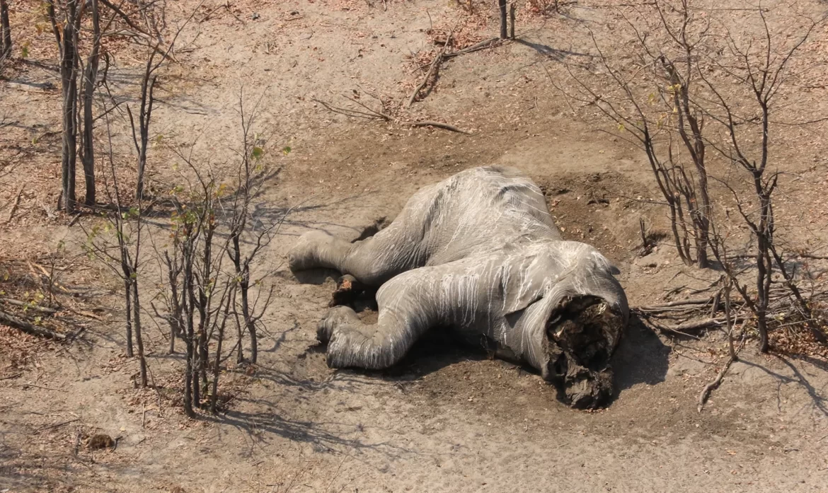 Organized meat poaching a big concern in Namibia, says minister