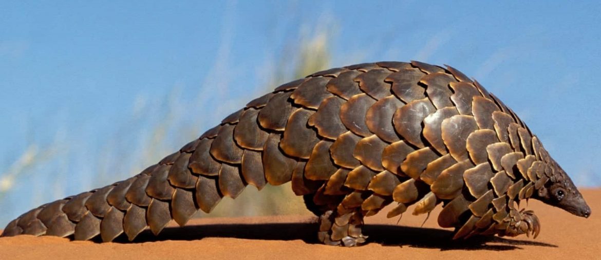 Namibia says lack of national data on ground pangolin species