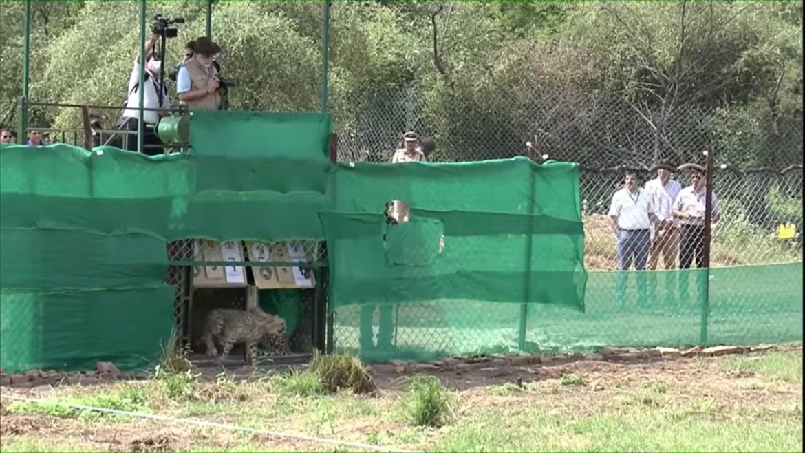 Indian PM releases cheetahs in Madhya Pradesh’s Kuno national park