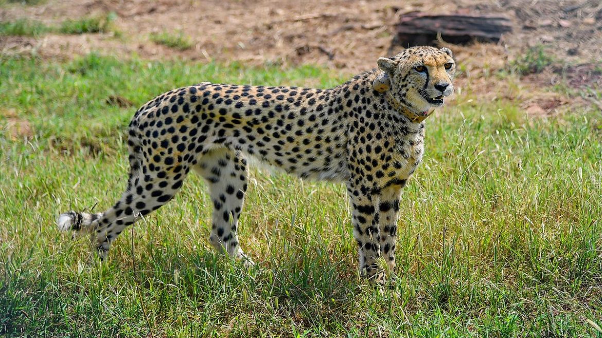 Namibian cheetah falls ill in India