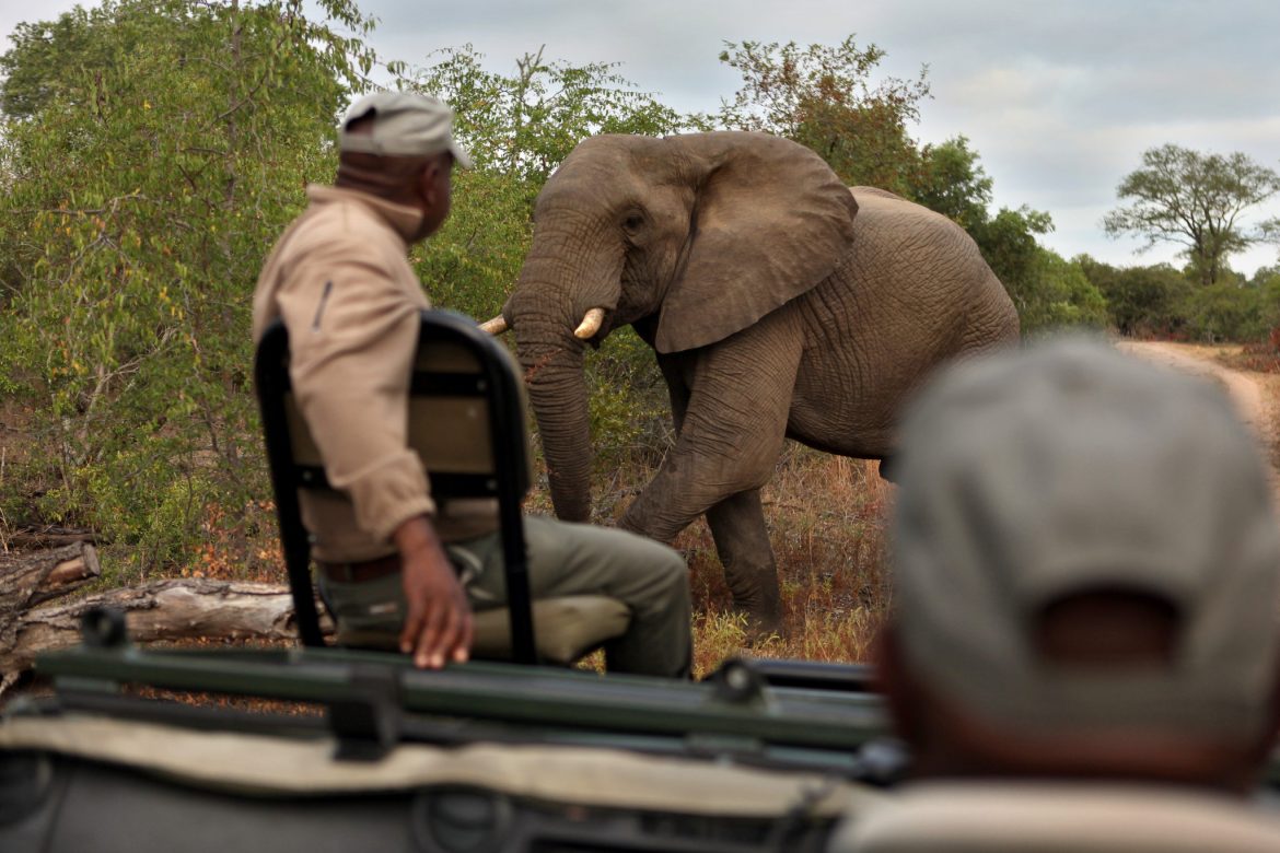Monitoring tool against illegal killing of elephants crucial for Botswana