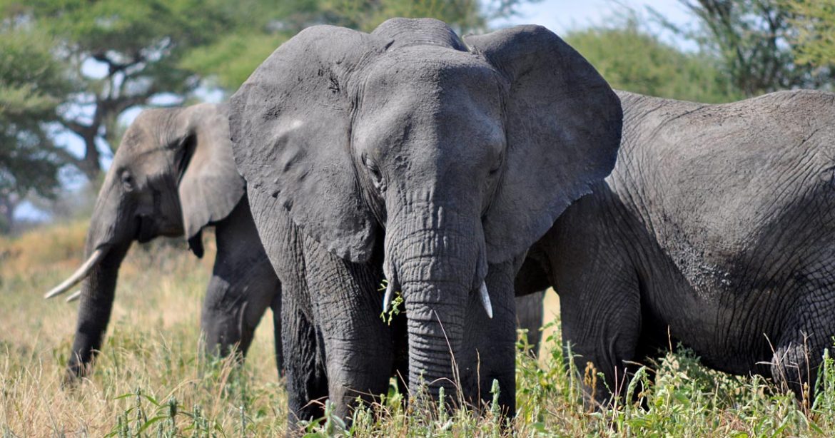6 elephants killed in 14 months in Tanzania’s Ruaha National Park
