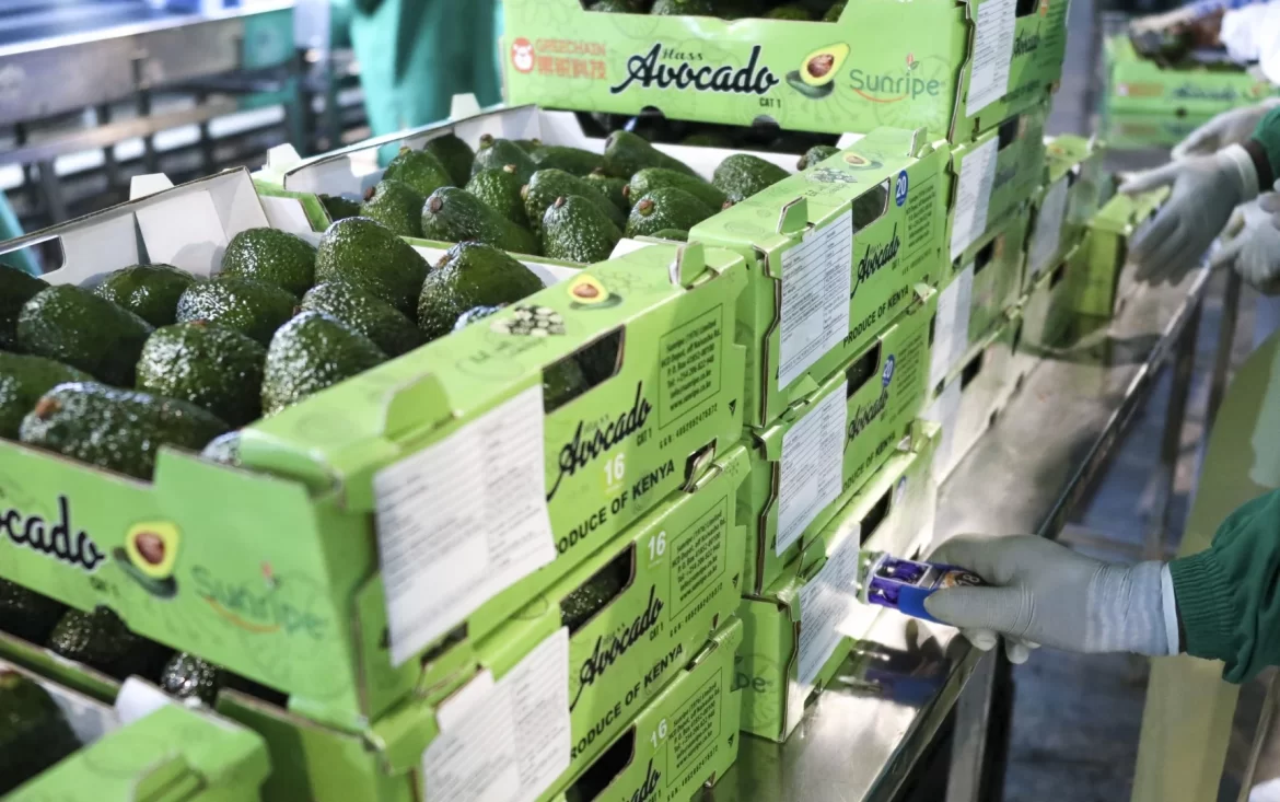 South African parliament welcomes avocado export agreement with China
