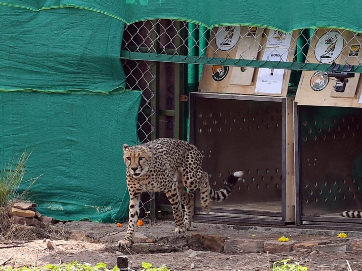 8-year-old Namibian cheetah dies at India’s Kuno National Park