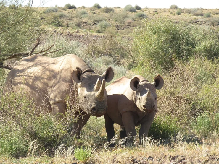 Namibia unveils plan for world’s largest black rhino sanctuary