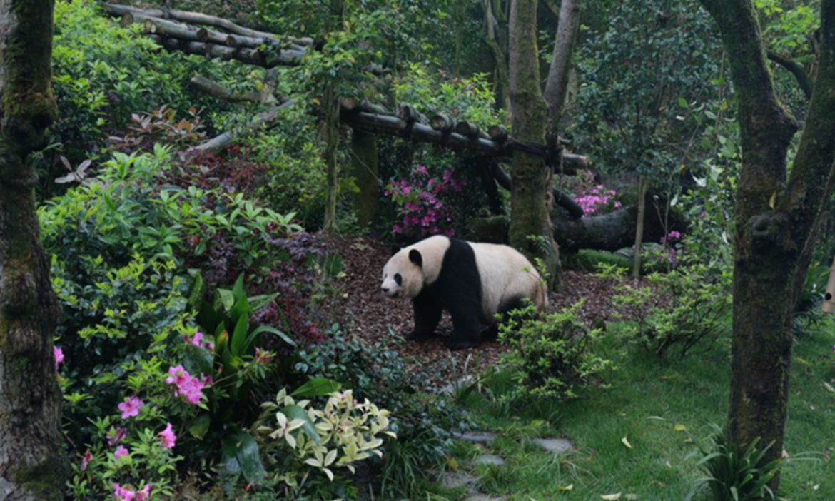 Across China: China’s panda village demonstrates ecological conservation in action