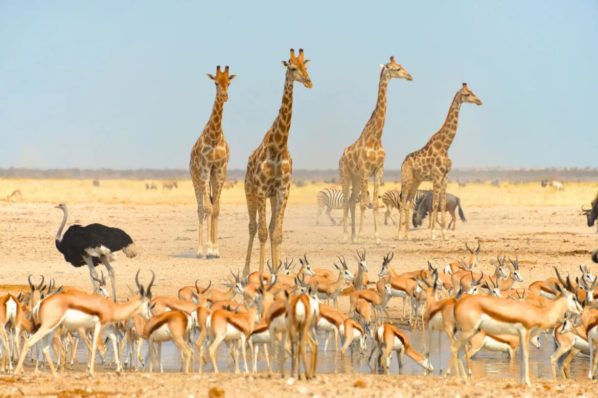 Etosha Wildfires Ravage 38% of Park: Minister Confirms Containment, Wildlife Losses