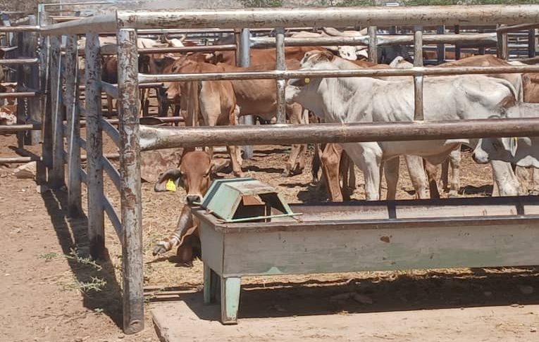 Opuwo Auction Kraal Faces Severe Water Shortage, Livestock at Risk