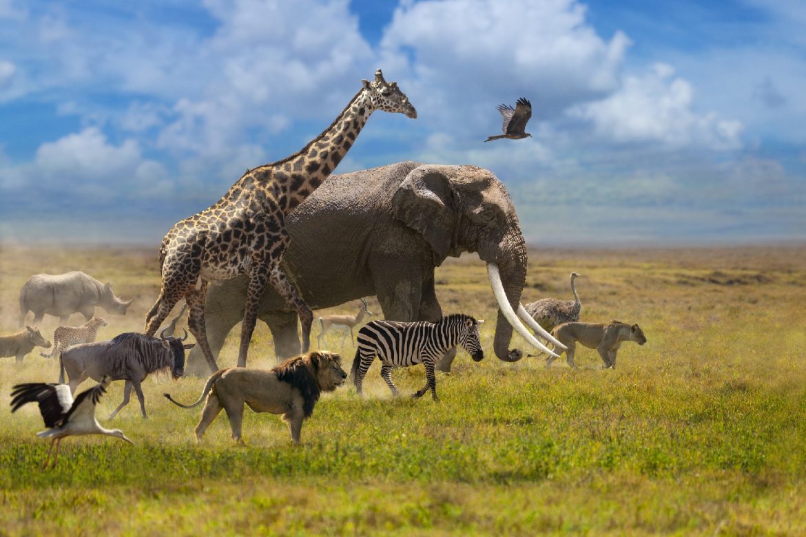 Stopping reproduction extends mammal lifespan by up to 20 pct