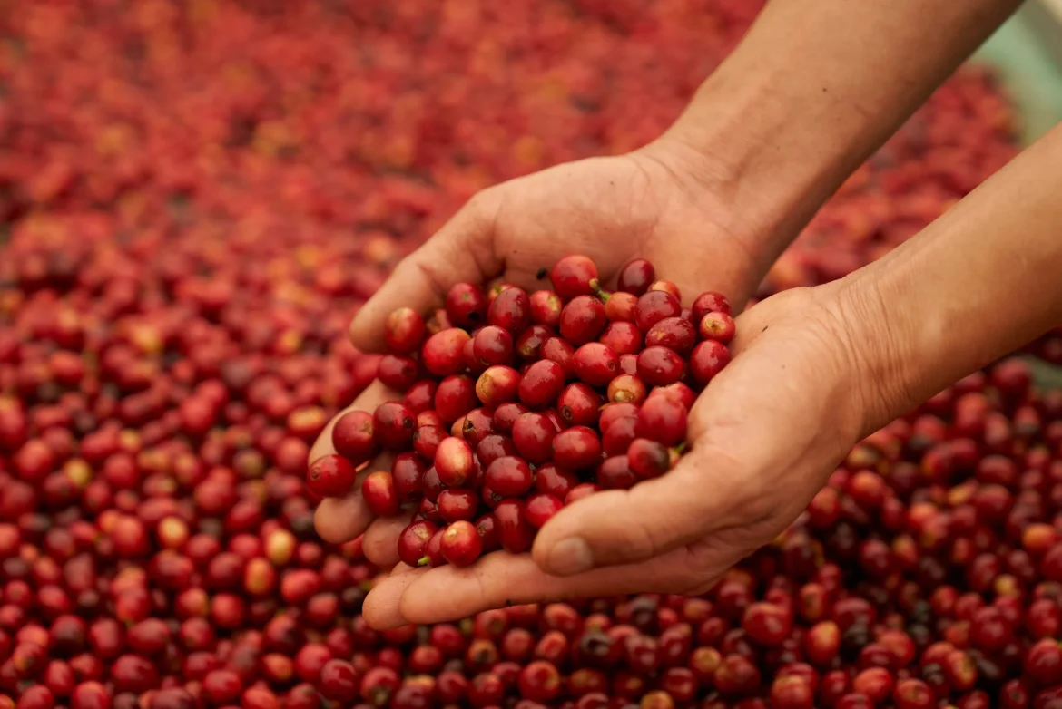 Lao coffee’s aroma goes global