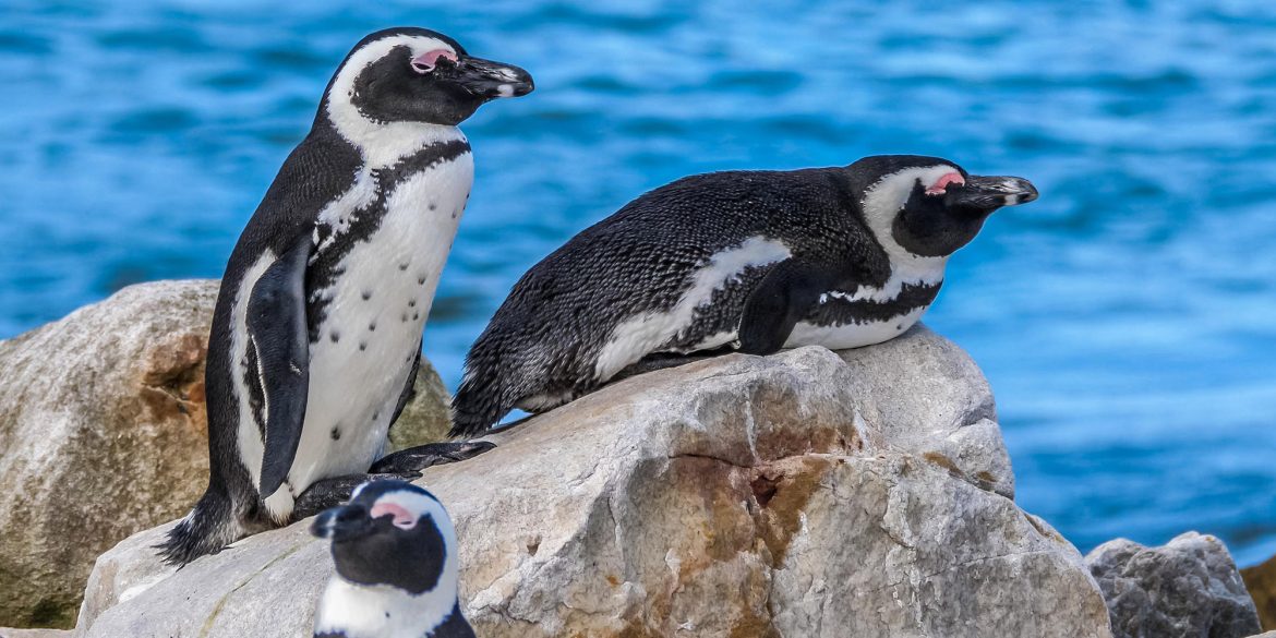 Endangered African penguins threatened by bird flu