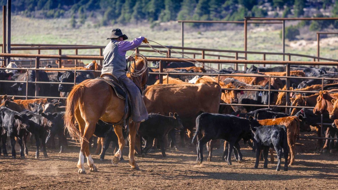 U.S. ranchers face mounting strain as beef prices hit record highs