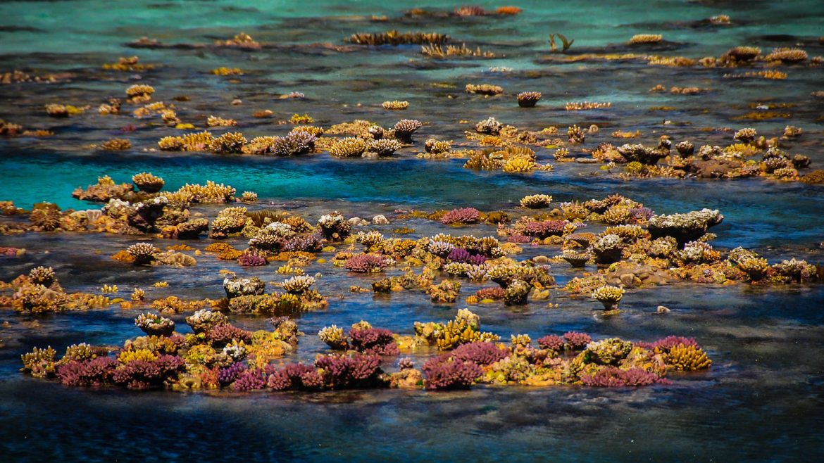 Scientists map over 1,000 hidden coral reefs in northern Australia