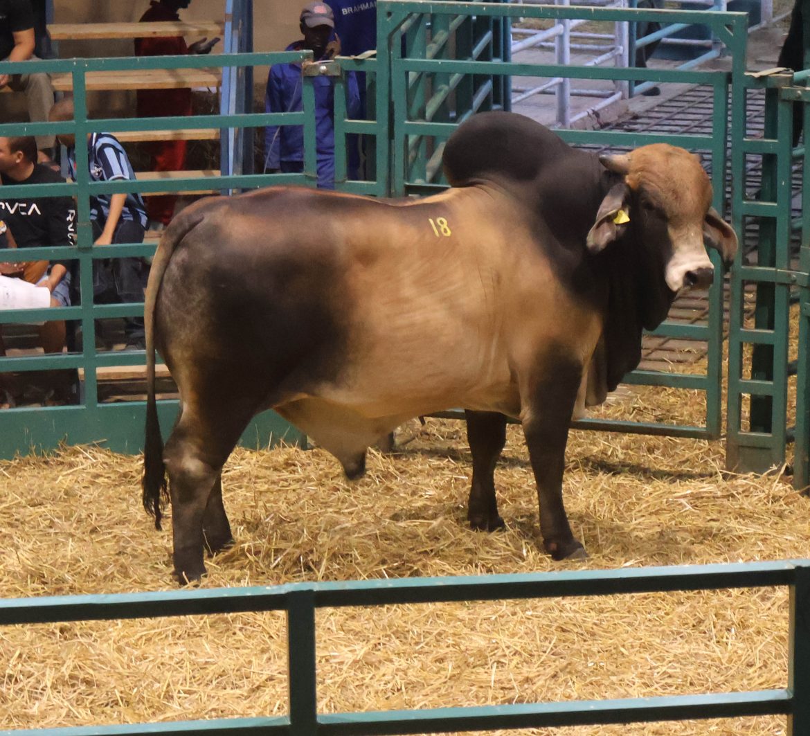 Namibia Genetics Auction posts firm prices, strong clearance