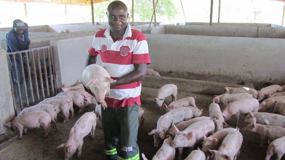 Botswana graduate aims high for pig raising amid pandemic