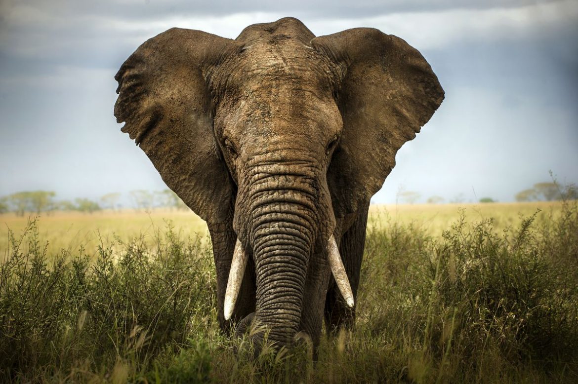 A 71-year-old man killed by elephant in Namibia