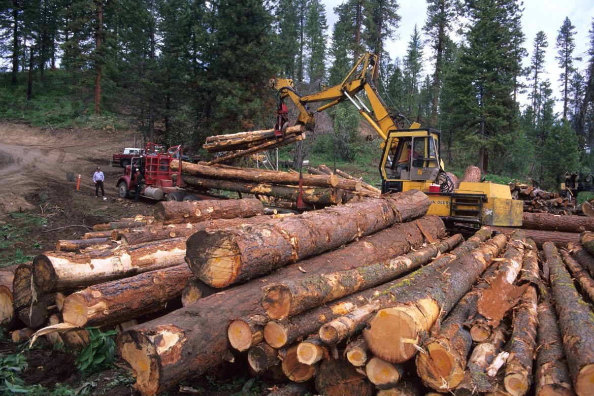 Timber smuggling gangs busted in China’s Guangdong