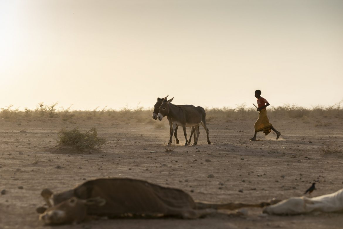 NE Africa drought threatens to be worst in 40 years: UN