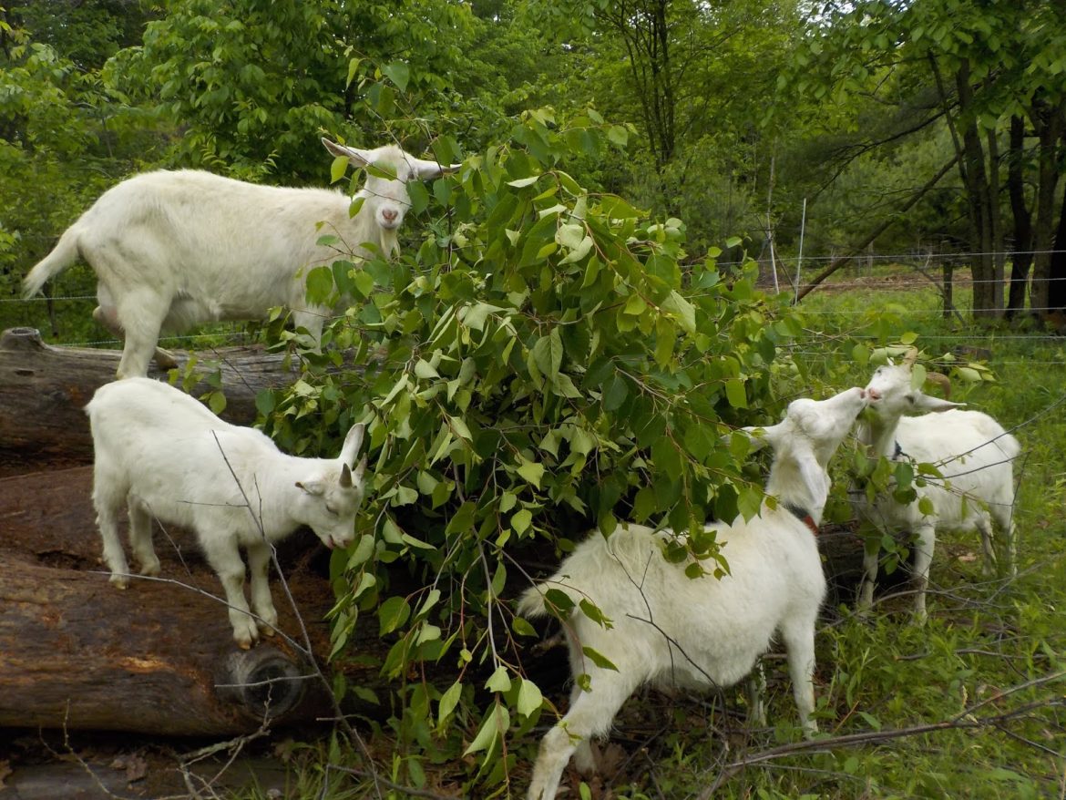 Botswana entrepreneur turns to indigenous trees for livestock fodder