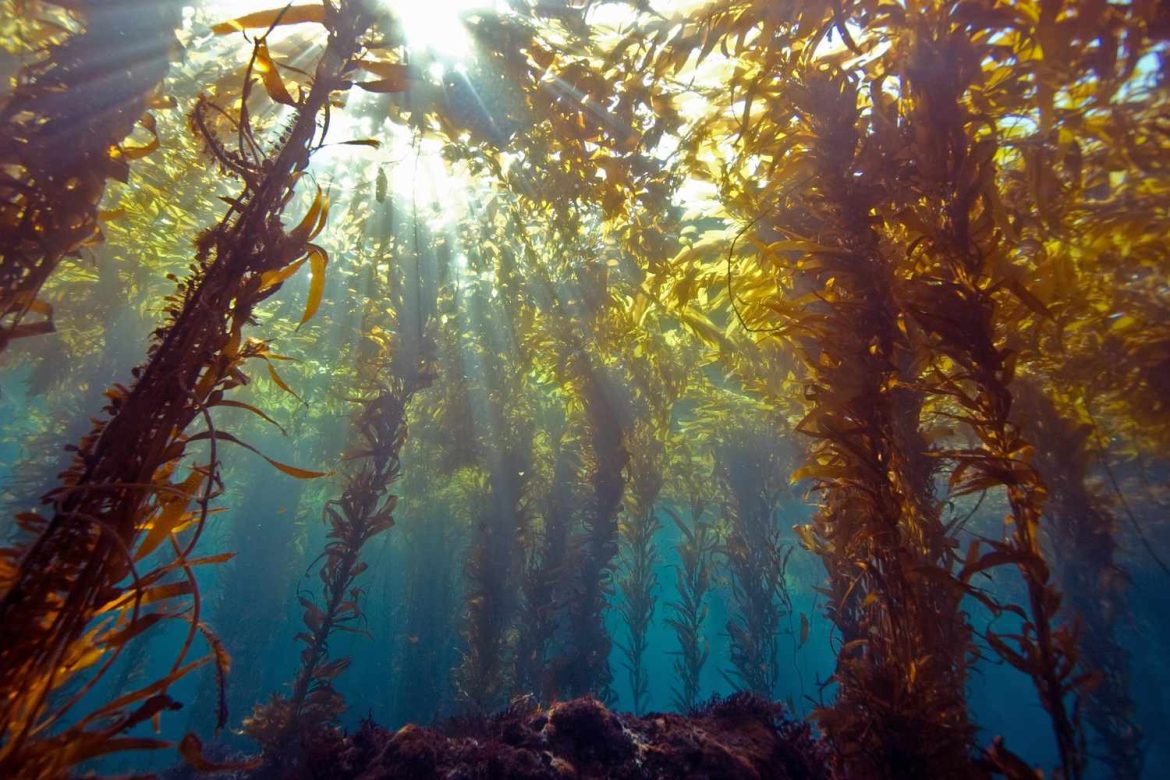 Warming oceans have negative impact on baby kelp: study