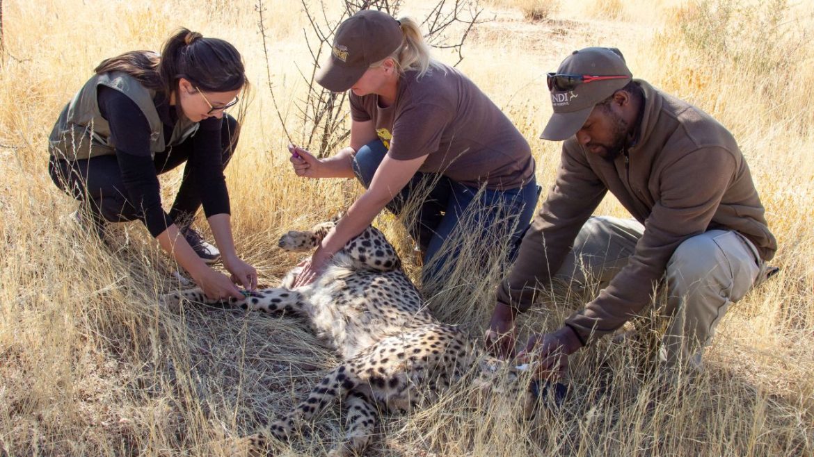 Reintroduced cheetahs may occupy entire national park, warn scientists from Namibia
