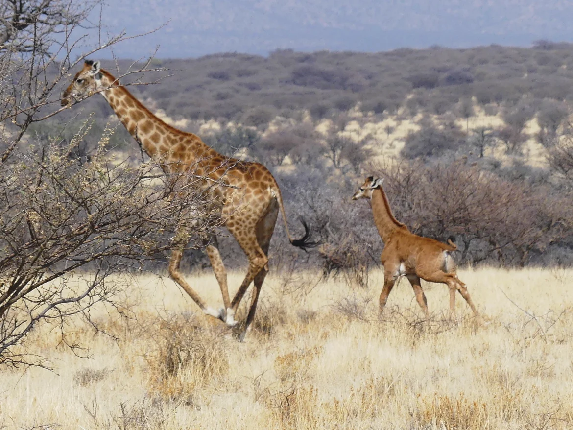 Rare Spotless Giraffe Found in Namibia