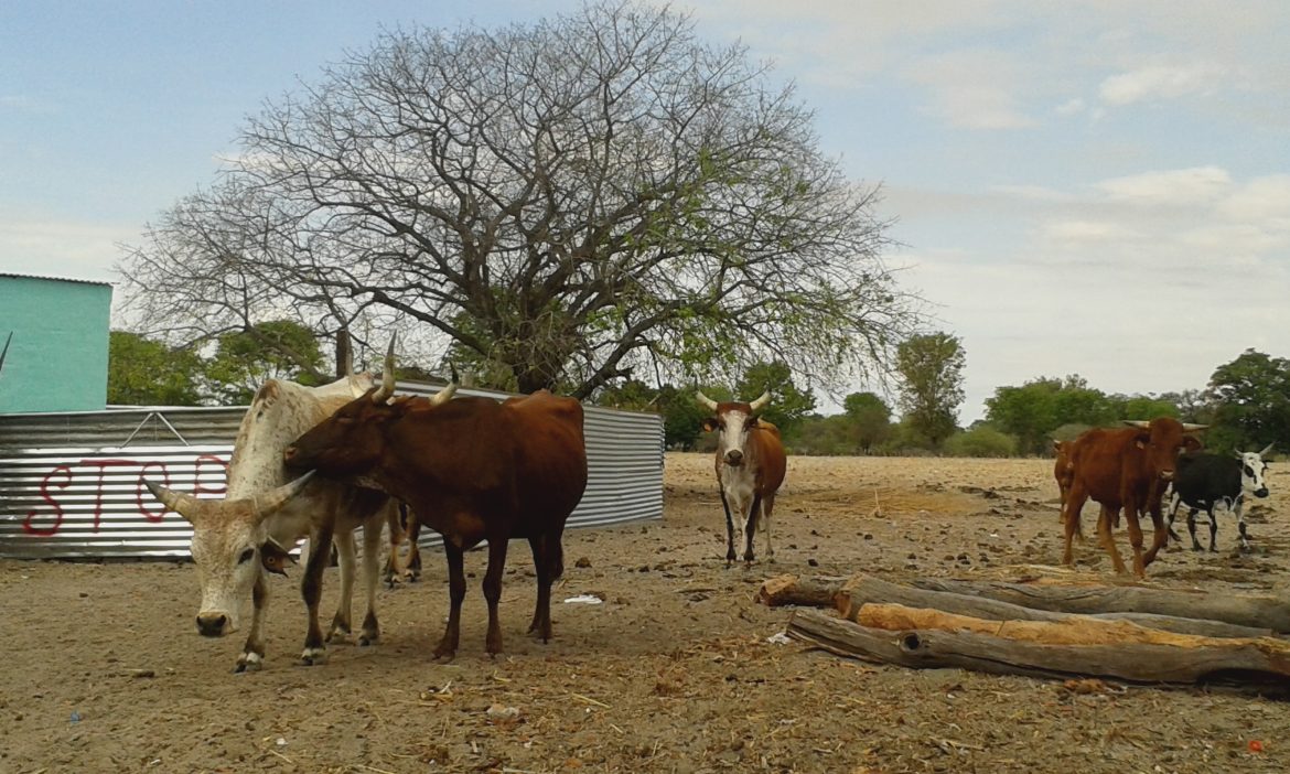 Namibian Communal Farmers Face New Challenges in Angola